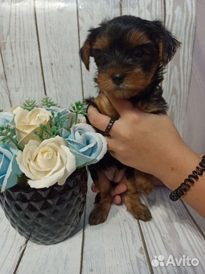 Йоркширский терьер щенки девочки