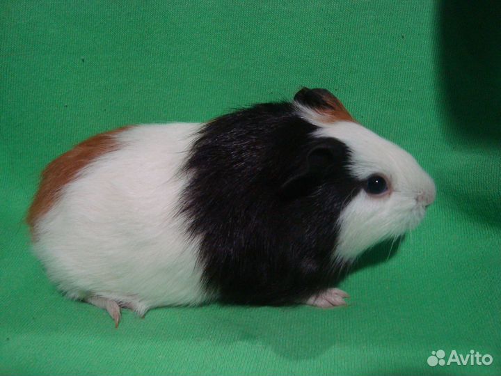 Морские свинки