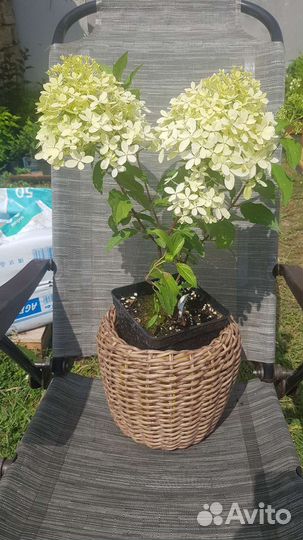 Гортензия метельчатая