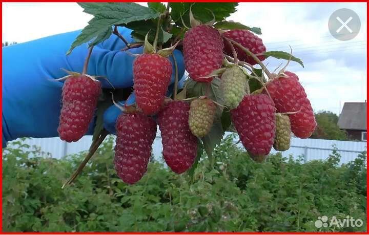 Саженцы ремонтантной малины