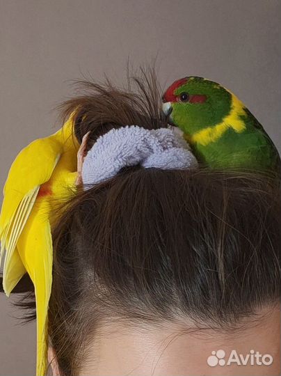 Попугай какарик птенцы