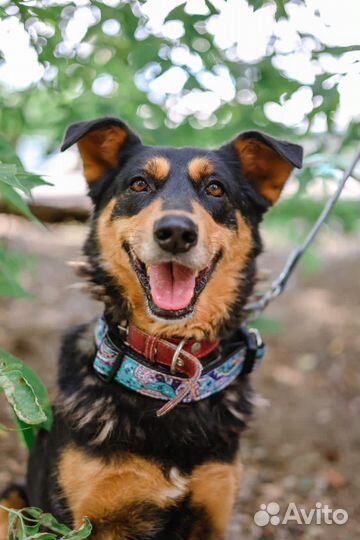 Приходи в приют за другом