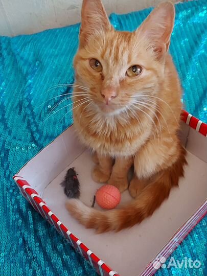 Подросток, солнышко рыжее