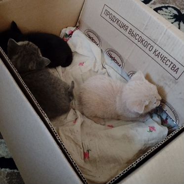 Манчкин котёнок