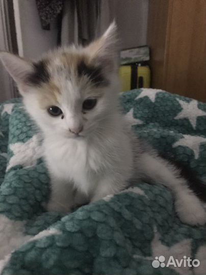 Котята в добрые руки бесплатно