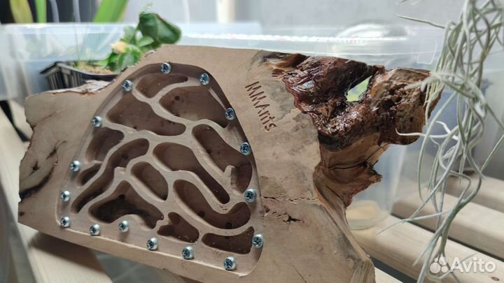 Деревянный формикарий Rose