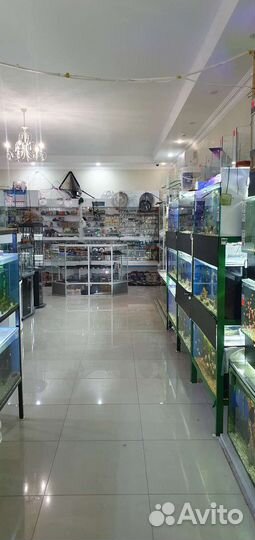 Аквариумные рыбки