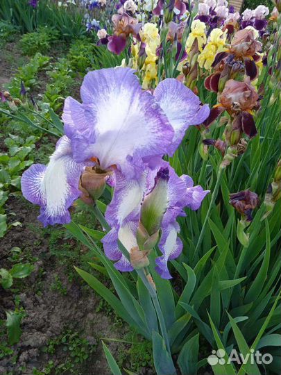 Ирисы бородатые