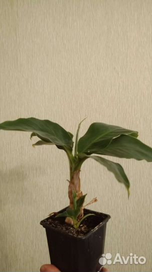 Банан комнатный musa-tropicana