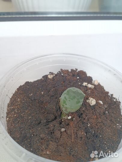 Укорененный листок адромискуса