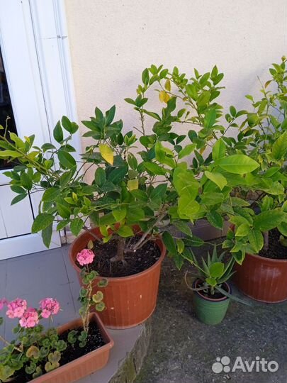 Дерево лимона плодоносящее