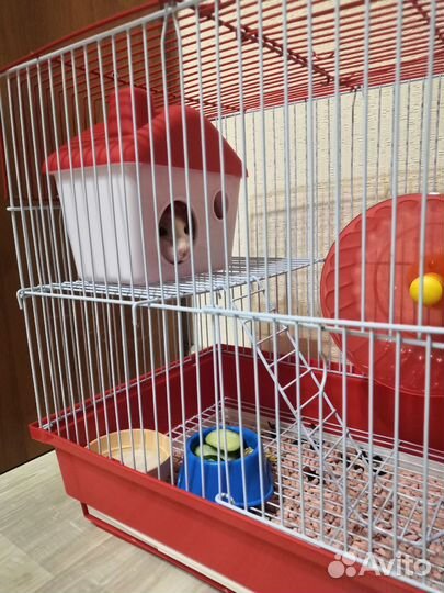 Крыска ручная дамбо