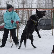 Щенки Восточноевропейской овчарки, 2 месяца