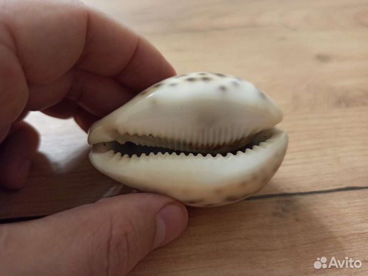 Морская раковина