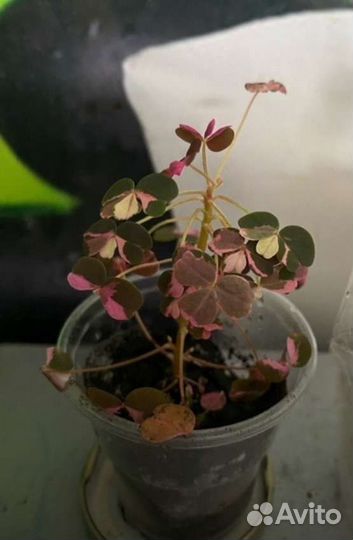 Кислица оксалис