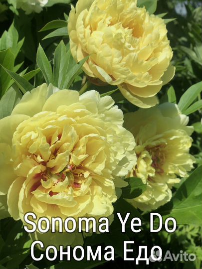 Пионы: жёлтые и другие