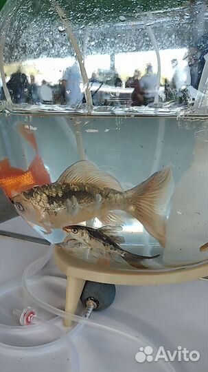 Вуалевый карп кои, карась комета