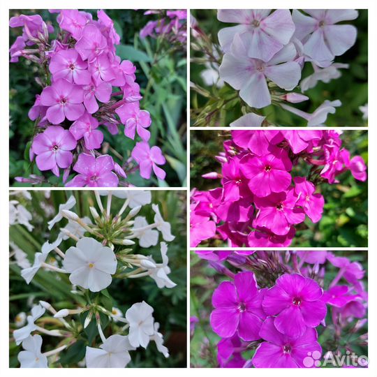 Флокс,хоста,децентра,вербейник, шафран,примулы др