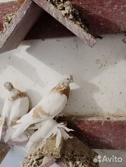 Продажа голубей