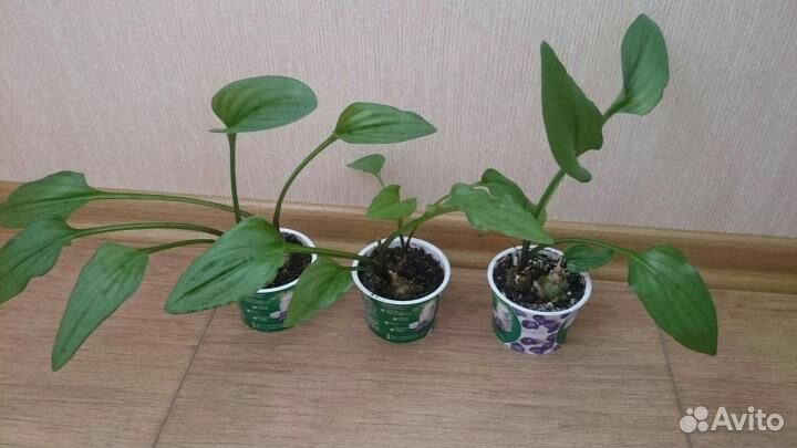 Хавортия, гастерия, крассула, дримиопсис, стапелия