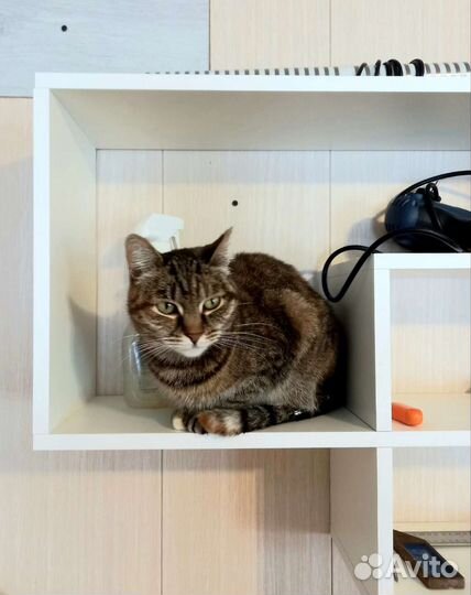 Кошка в добрые руки