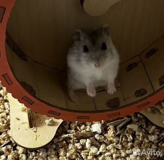 Джунгарский хомячок