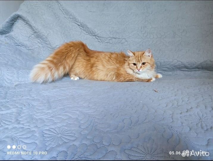 Сибирская кошка бесплатно