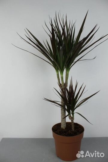 Драцена маргината