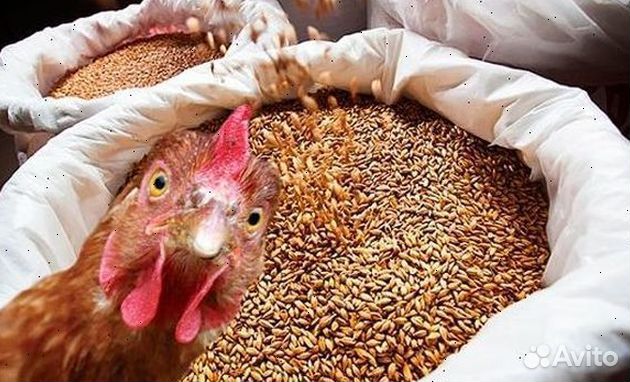 Зерно, овес, ячмень, пшеница