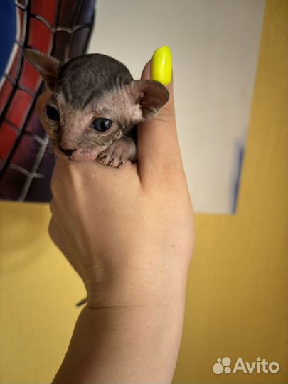 Донской сфинкс котята