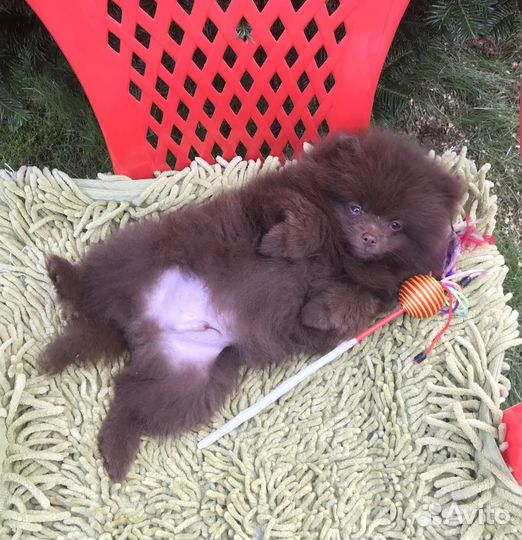 Щенки шоколадных окрасов, Потапыч и другие