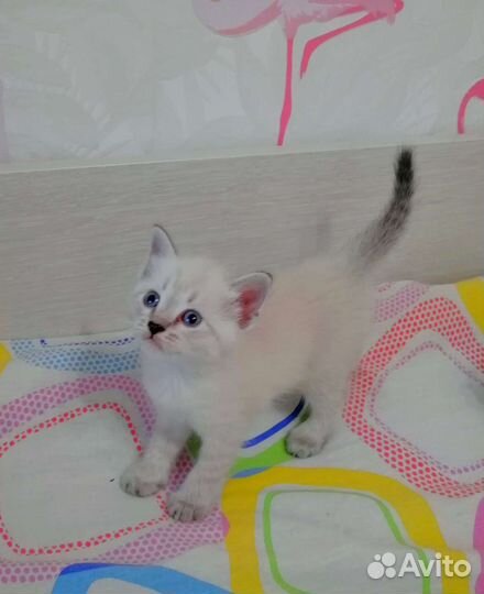 Тайские котята