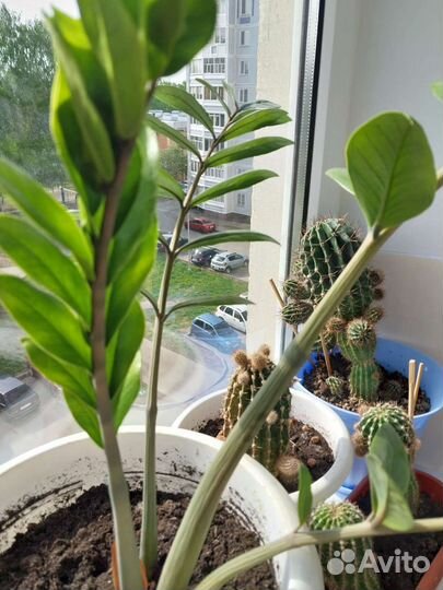 Цветы кактусы цветущиенское счастье