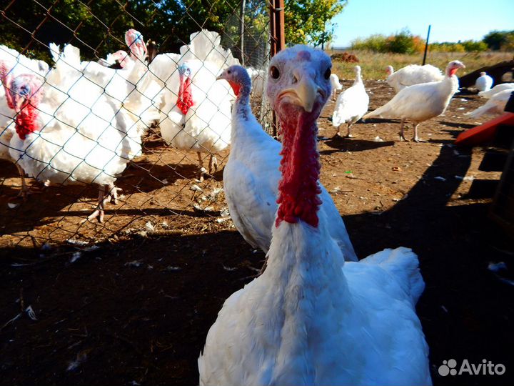 Инкубационное яйцо индейки