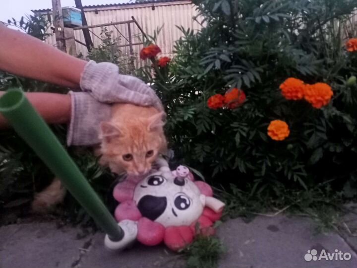 Котёнок Норик