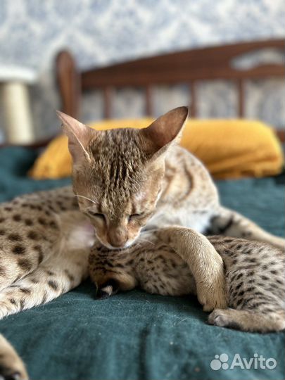 Котята саванна ф1 65%