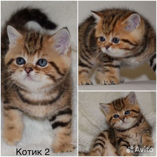 Шотландские котята