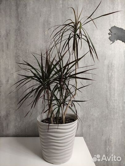 Комнатные цветы драцена