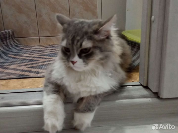 Кошки в добрые руки бесплатно