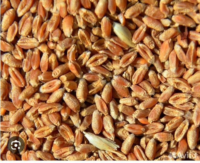 Пшеница