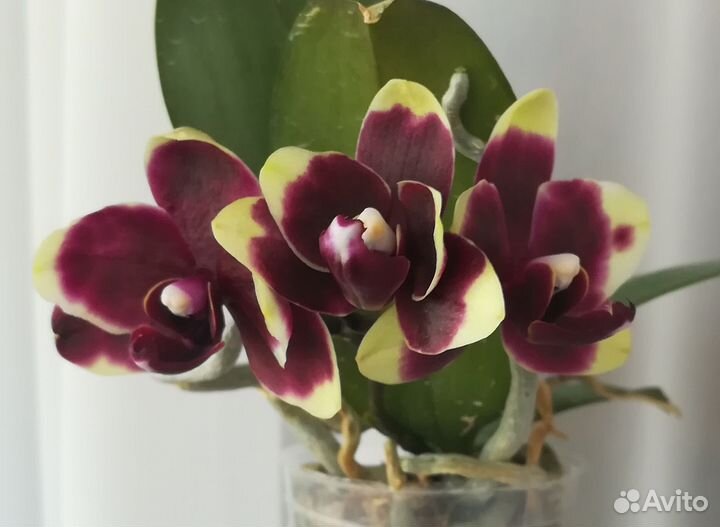 Орхидея фаленопсис из Азии цветущая