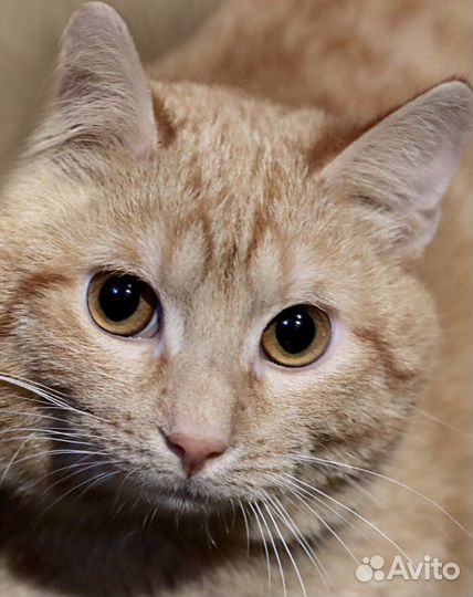 У Альфа почти нет время