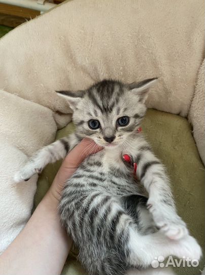 Котята в дар