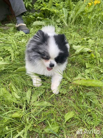 Вязка собак шпиц