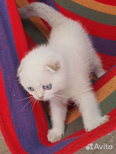 Шотландский вислоухий голубоглазый котенок
