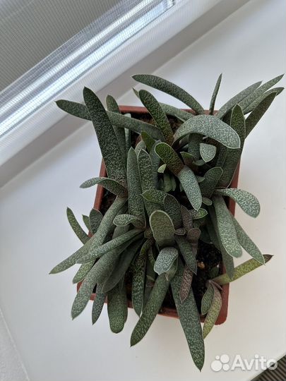 Крестовник роули, хавортии, гастерии, суккуленты