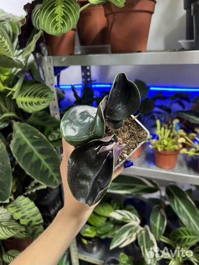 Геогемантус mignight pearl