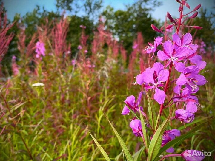 Иван-чай 1кг кипрей настоящий, отзывы