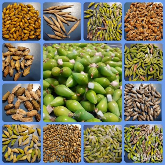 Куколки тропических бабочек оптом