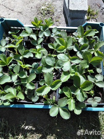 Усы клубнике